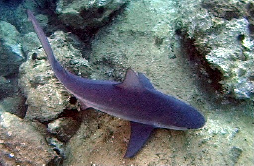 Boncuk Koyu Artık Köpekbalıklarının