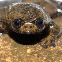 Bu Kurbağanın Ciğeri Yok