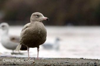 Türkiye’De 140 Yıl Sonra İlk Kez Görüldü