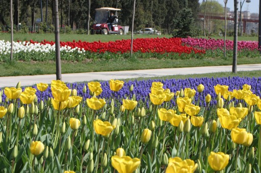 Bahar Lalelerle Karşılanıyor