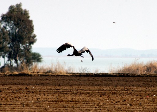 Leylekler Göç Etmeye Başladı