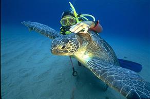 250 bin tür tespit edildi.