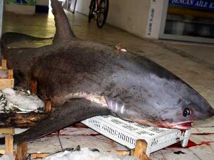 Marmaris&#039;de 4 Metrelik Köpekbalığı