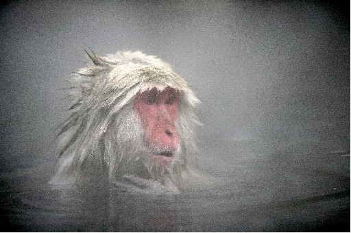 Endonezya'da Balıkçı Maymunlar