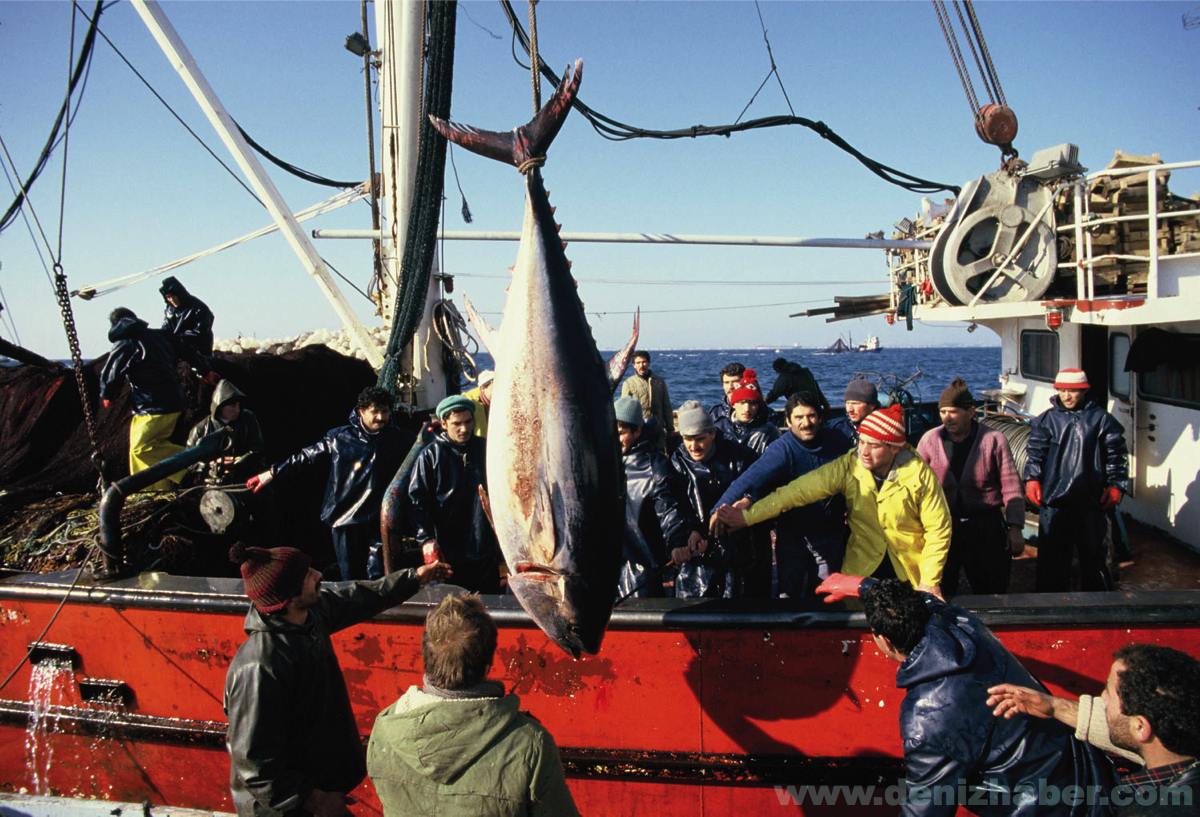 Marmara'da Balık Ağ(a)lara Takıldı!