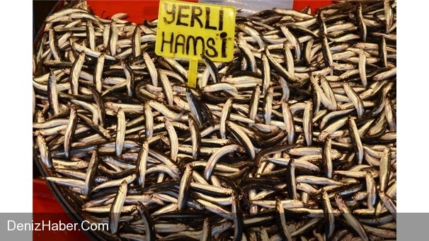 "Halkımız Bol Bol Hamsi Yiyecek"