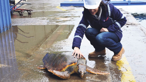 Marmara’da Yine Caretta Caretta