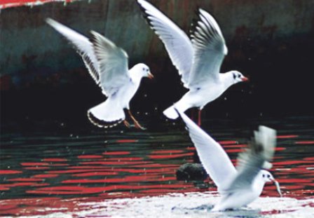 Karadeniz'de Ziyafet Vakti