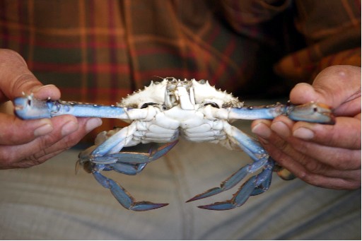 Turistlere Mavi Yengeç Yetişmiyor