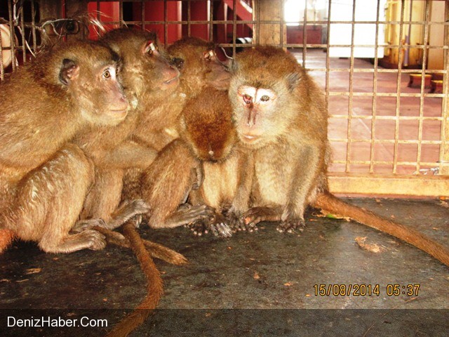 Dev Konteyner Gemisinde 5 Kaçak Yolcu