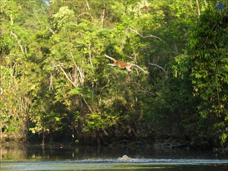 Maymunlardan Ölümüne Atlayış