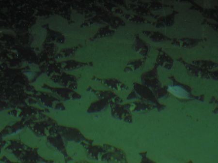 Ölü Balıkları Denize Geri Atıyorlar