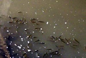 Melen Çayı&#039;nda Balık Ölümleri