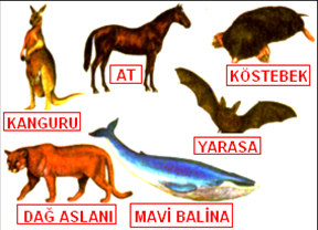 Memeliler Yüksek Bölgelere Göç Ediyor