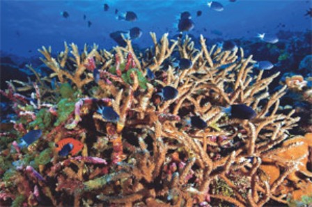 Mercanlar New York Times'da