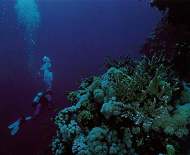 Mercanların &#039;&#039;Beyaz Ölümü&#039;&#039;
