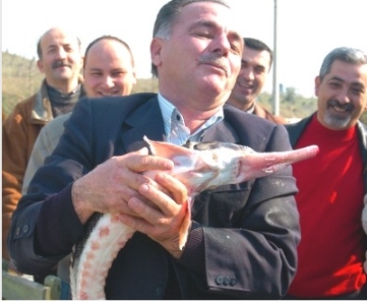 Balık Ağlarına Mersin Balığı Takıldı