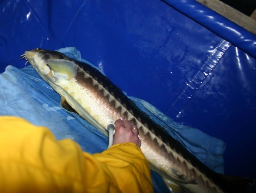 Mersin Balığına Ultrasonla İnceleme