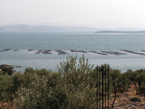 Milas&#039;ta Toplu Balık Ölümleri İddiası