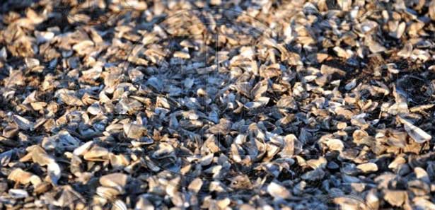 Kasırga Rusya'yı Sevindirdi