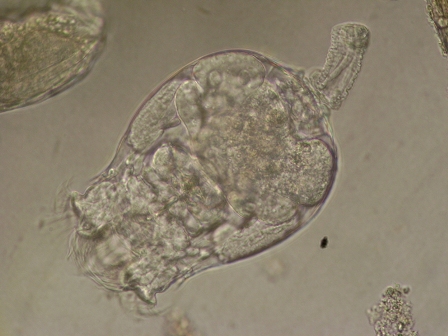 Denizyatağının 1,6 km Altında Mikroplar