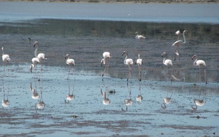 Göçmen Kuşlar, Tuzla&#039;ya Erken Geldi