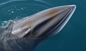 10 yıldır Aranan Sesin Kaynağı Bulundu