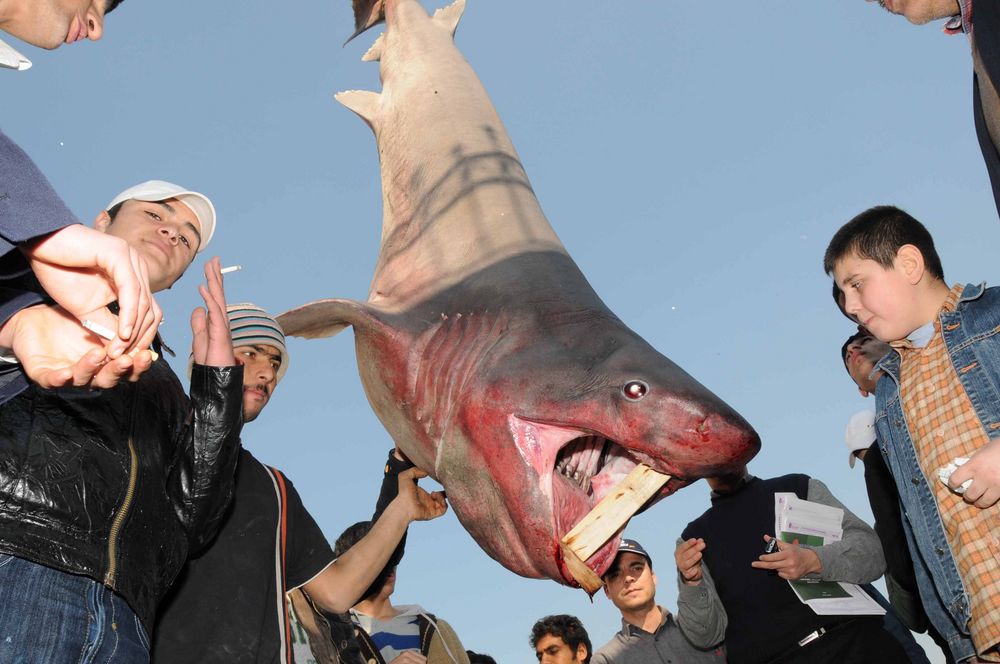 Marmara'nın Keskin Dişi Saros'da Ağlara Takıldı