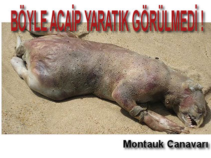 Sahile vuran gizemli yaratık...