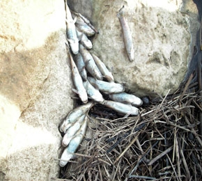 Halkı Dinlemediler İşte Sonuç