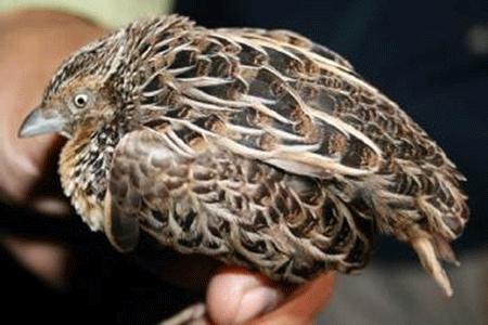 Nesli Tükenen Kuşu Yediler...