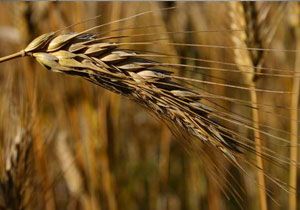 CHP’li vekilden ’böcekli buğday’ iddiası