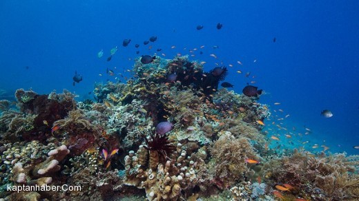 Okyanuslardaki gıda zinciri hızla azalıyor!