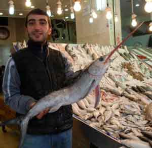 Oltayla 1,5 metrelik kılıçbalığı