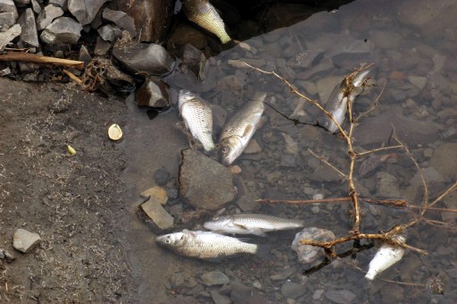Ulaş Gölü&#039;nde Balık Ölümleri