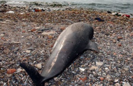 Ölü Yunus Balığı Karaya Vurdu