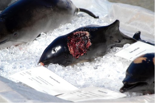 Yumurtalık'ta Sahile Ölü Yunus Vurdu