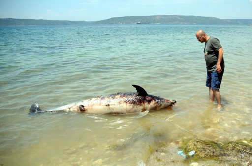Çanakkale'de Ölü Yunus Sahile Vurdu
