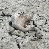 Çöle Dönen Akşehir Gölünde Ölü Flamingolar