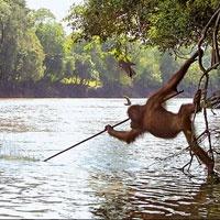 Balık Avlayan İnsan Değil Orangutan