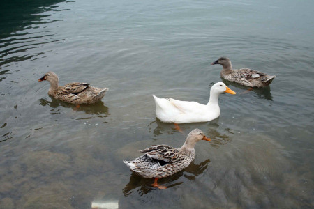 Bu Ördekler Limanın Maskotu Oldu