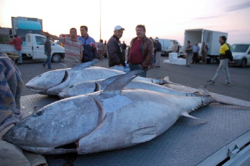 Dev Orkinoslar Satışta