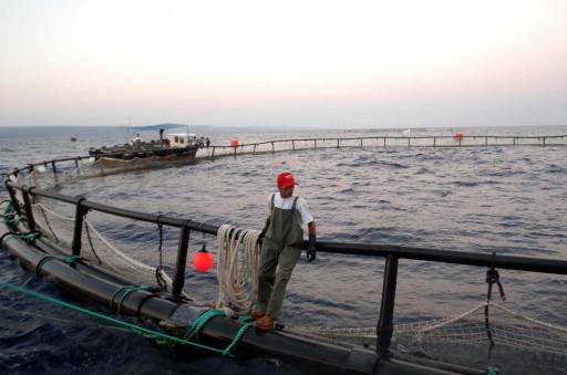 Sagun, Libya'da Orkinos Üretecek