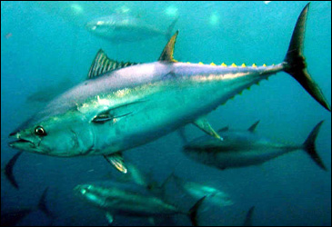 Pasifik Orkinosları İçin Umut Işığı