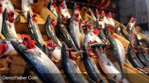 Palamut Sezonun İlk Haftasında Şaşırttı