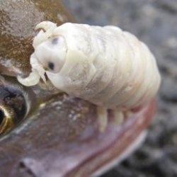 Balıkçıların Yeni Kabusu:&quot;Cymothoa Exigua&quot;