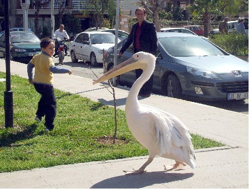 Balık Halinin Daimi Konuğu