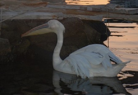 Yaralı Pelikan Garip Av Peşinde