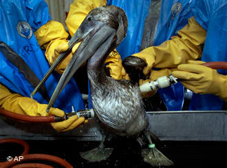 Pelikanların yaşam mücadelesi sürüyor