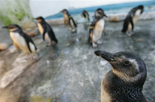 Brezilya Sahillerinde Yüzlerce Ölü penguen
